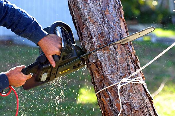 How Our Tree Care Process Works  in  Fairmount, IN