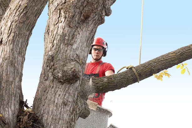 Trusted Fairmount, IN Tree Care Experts