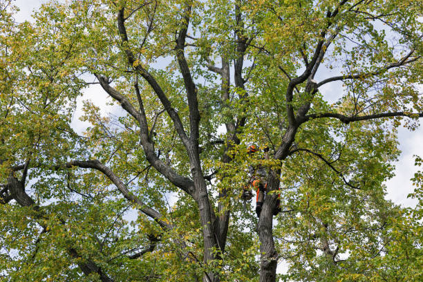 Best Tree Removal  in Fairmount, IN